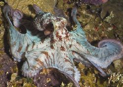 Octopus on the Prince Albert, night dive. Roatan. Fuji F810. by Jennifer Temple 
